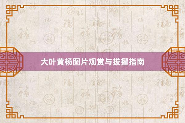 大叶黄杨图片观赏与拔擢指南